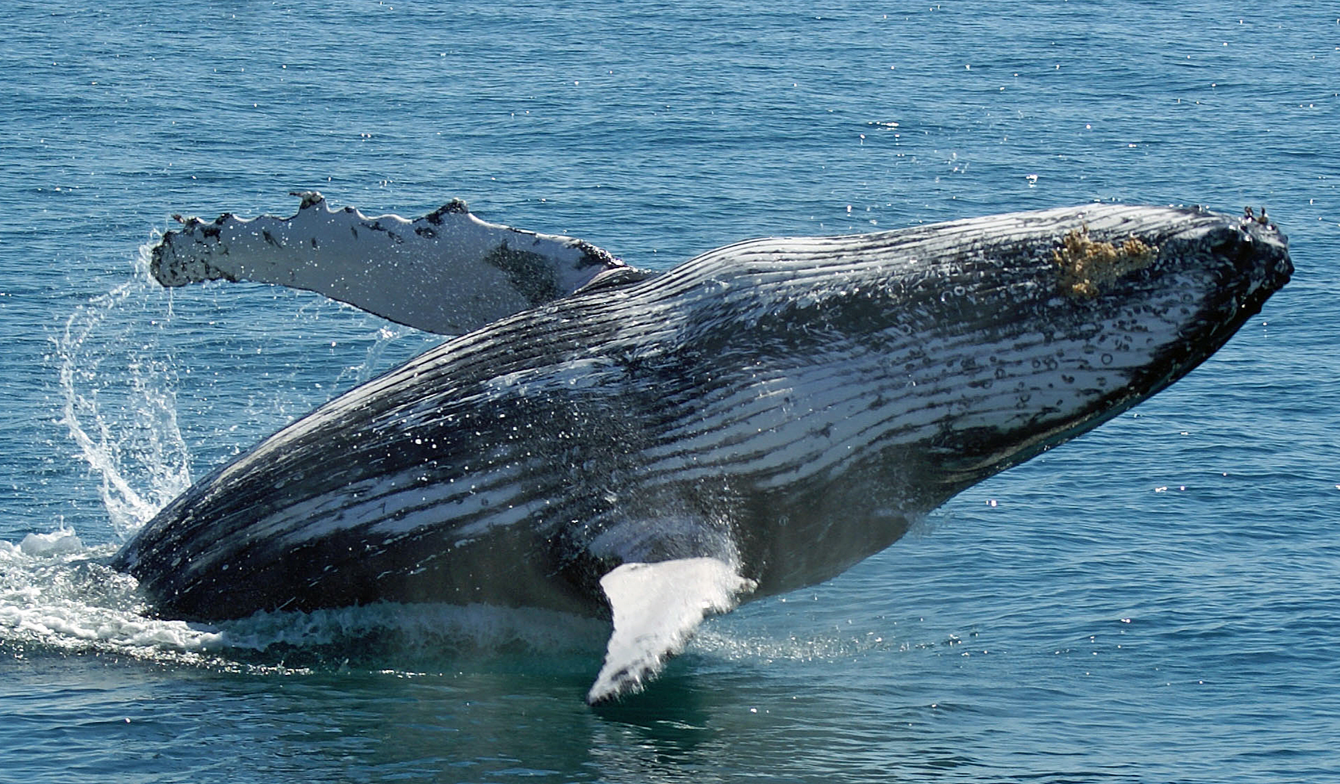 humpback whale showing off