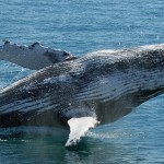 humpback whale showing off