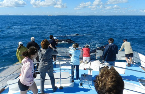 Whales Ahead