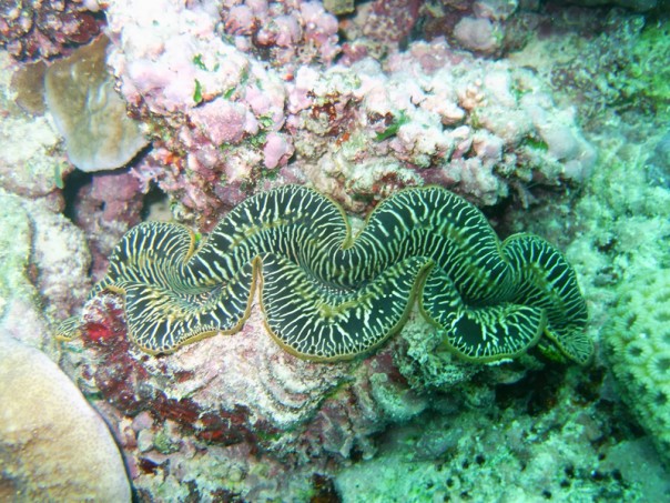 Underwater clam shell