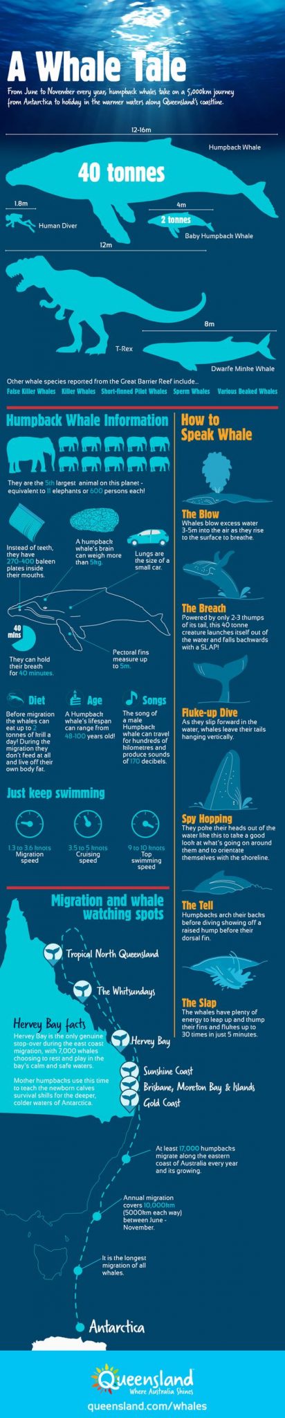 Fun facts about Humpback Whales - Freedom Whale Watch